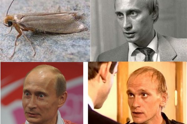 Гидра альтернатива